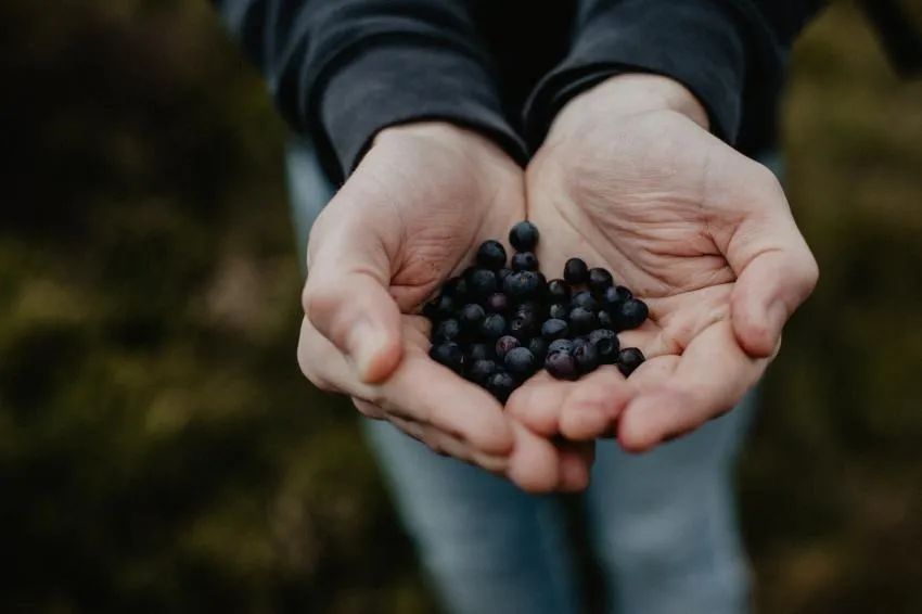 Hands holding berries Hands holding berries