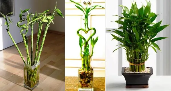 Bambú de la suerte Lucky Bamboo's image