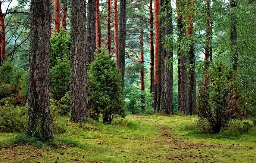 https://images.pexels.com/photos/302804/pexels-photo-302804.jpeg?auto=compress&cs=tinysrgb&dpr=2&h=750&w=1260
