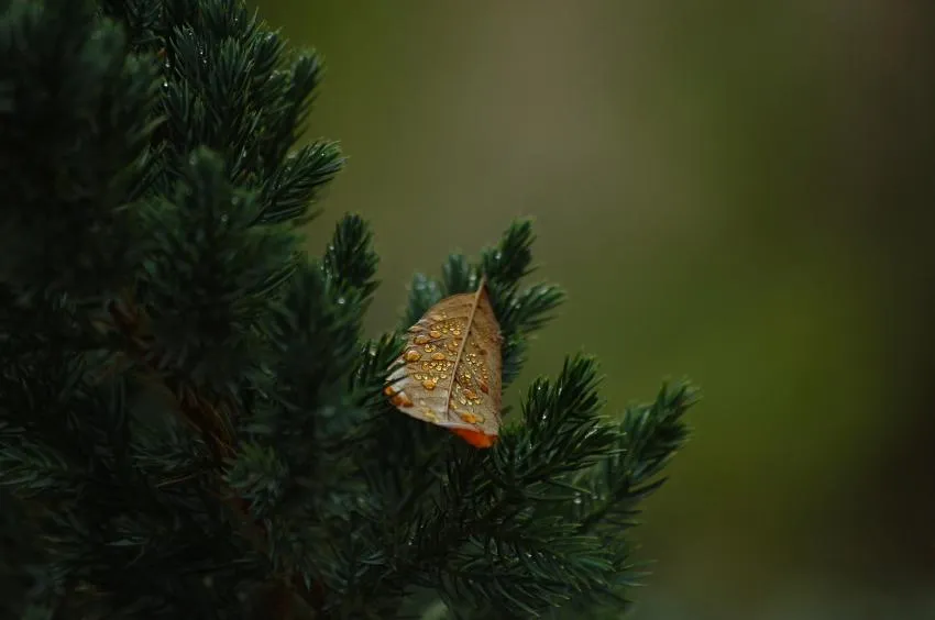 A leaf on a branch