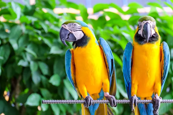 a wild bird to own as a pet
