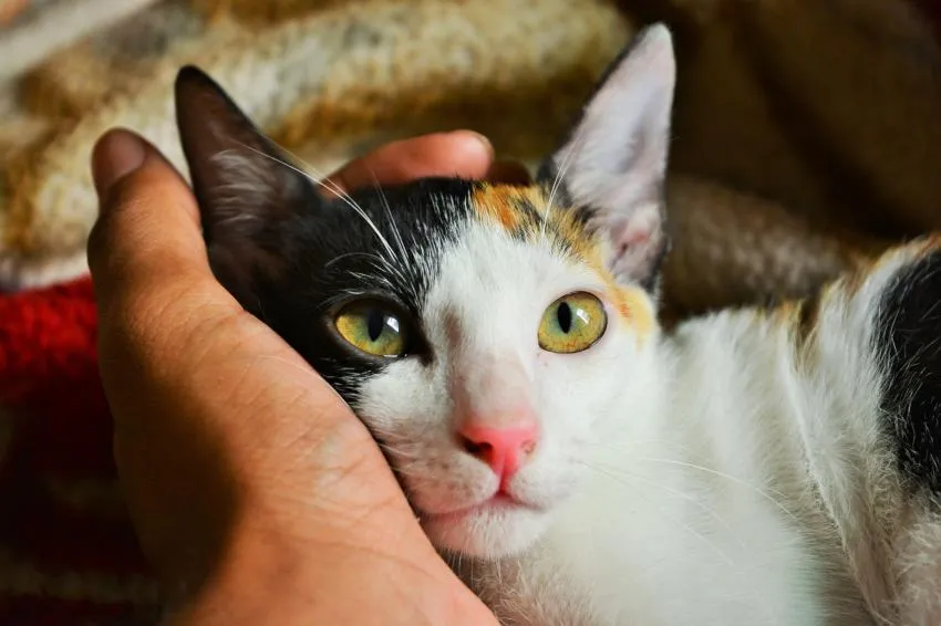 talk to your cat