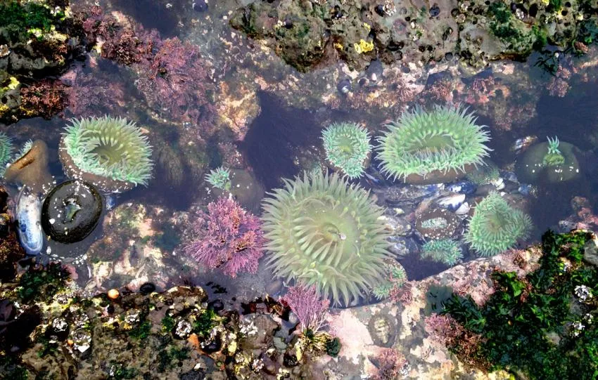 tide pools torrey pines san diego