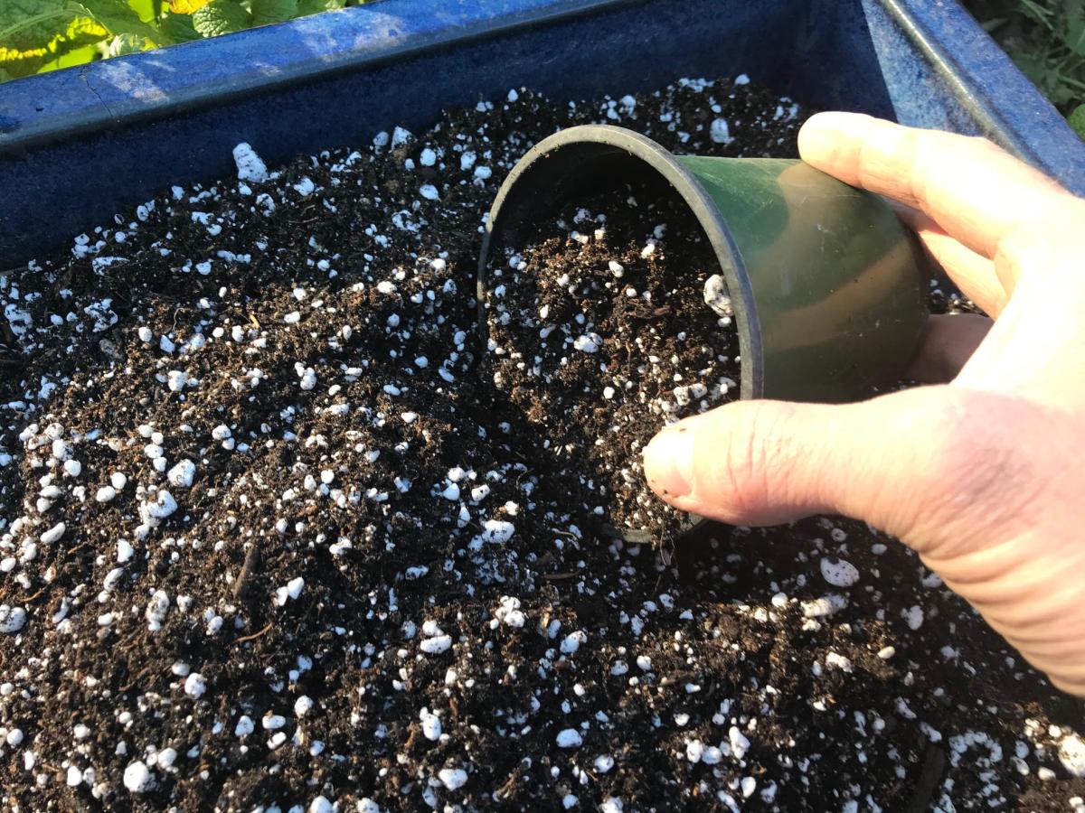 Perlite Potting: The Foundation Of Healthy Container Gardening In Oregon And Beyond by perlite