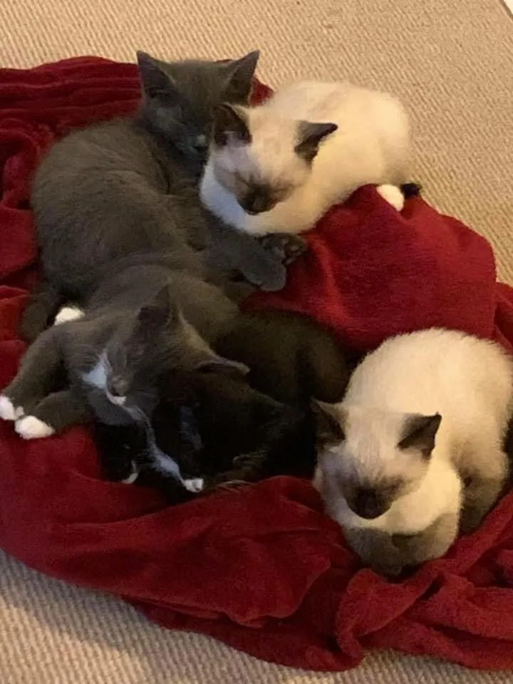 cats and dogs living together