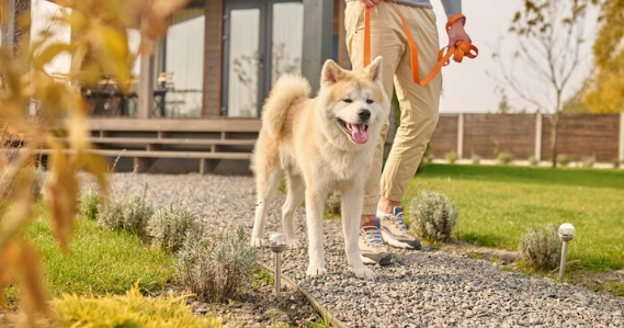 Training Tips For Growing Puppies Training Tips For Growing Puppies by Brooklyn Pup Dog Training