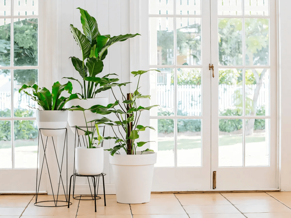 10 Easy To Grow Houseplants And Their Health Benefits 10 Easy To Grow Houseplants And Their Health Benefits by ritika nema