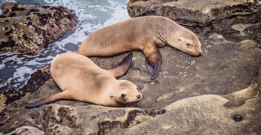 la jolla sea lions san diego 