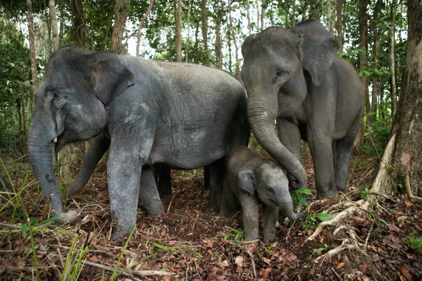 Pygmy Elephant