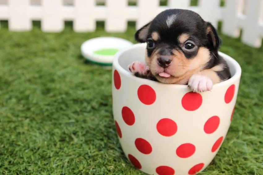 A cute dog in a tea cup