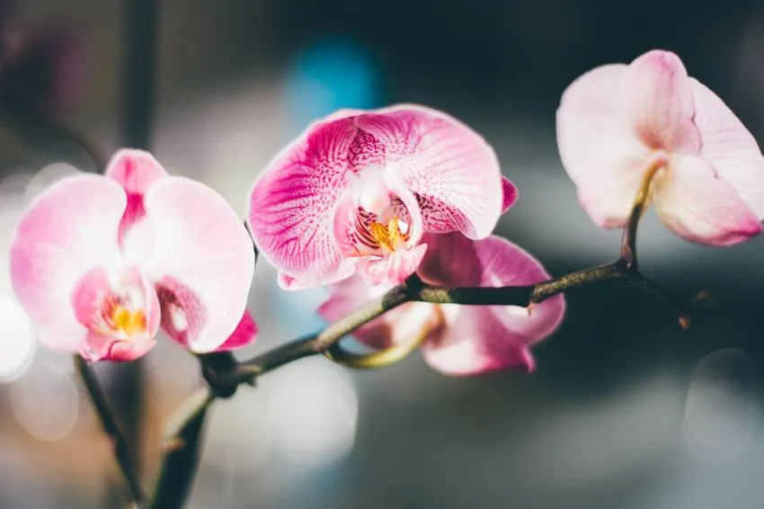 Orchids