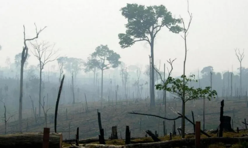 The world without forests in 2050