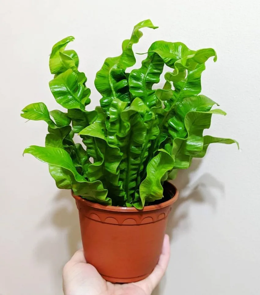 Plants easy to keep alive