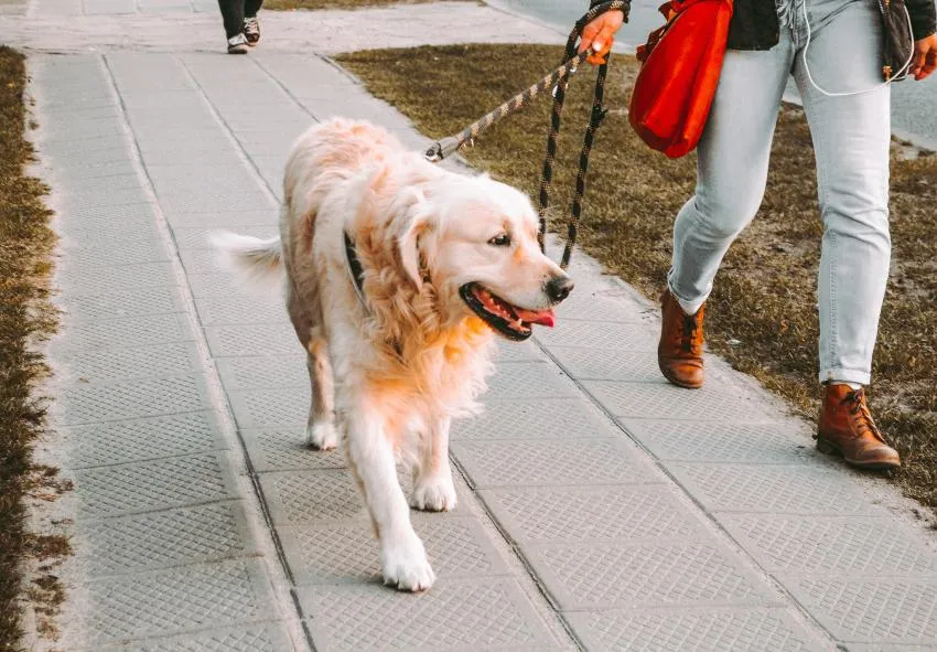 person walking dog person walking golden retriever on street