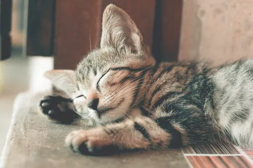 cat lying down