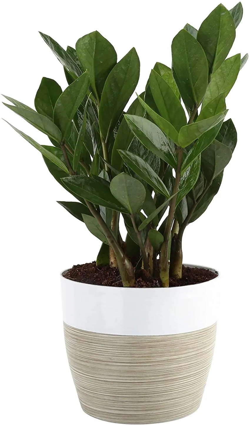 Plants for beginners/low energy