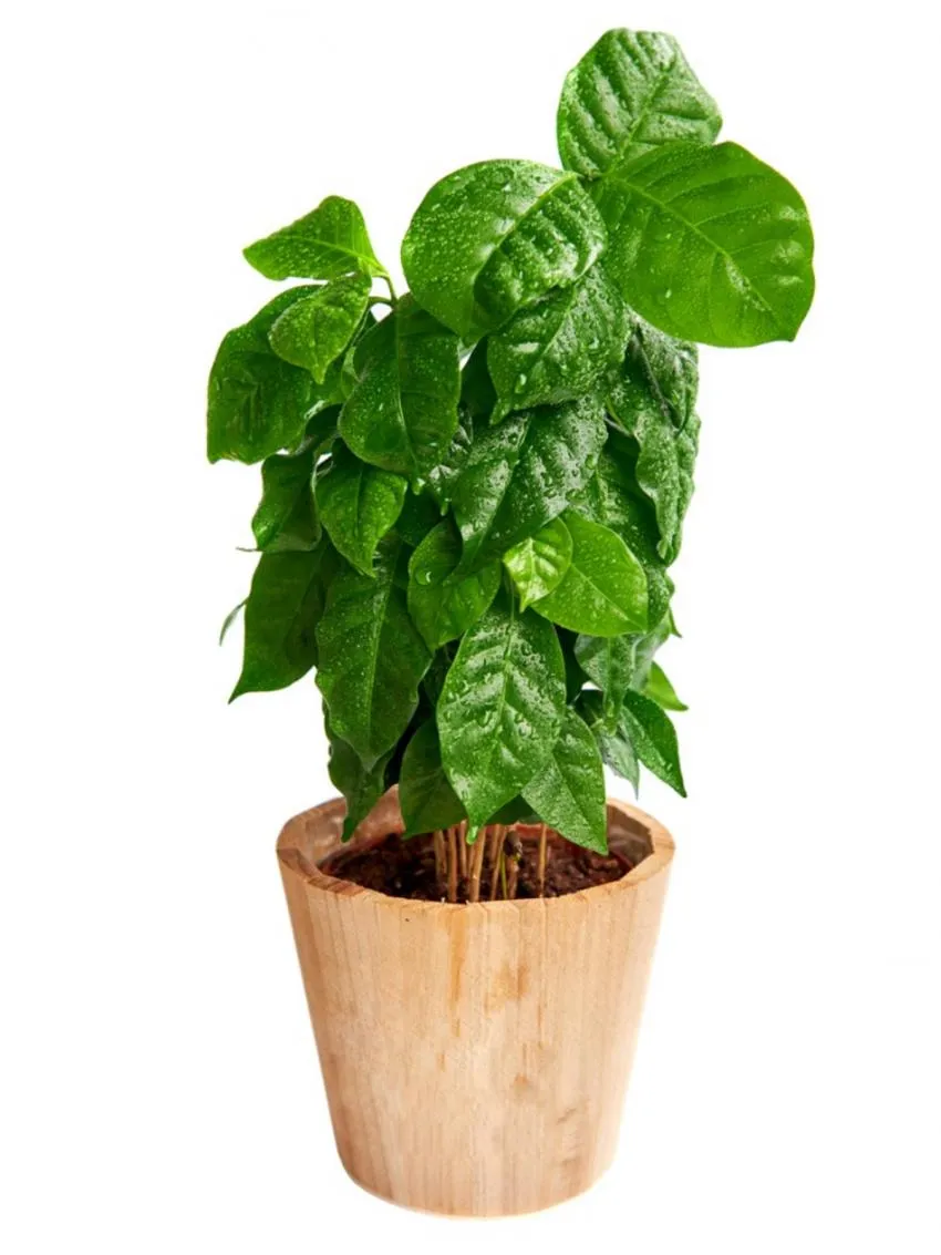 easy plants to take care of