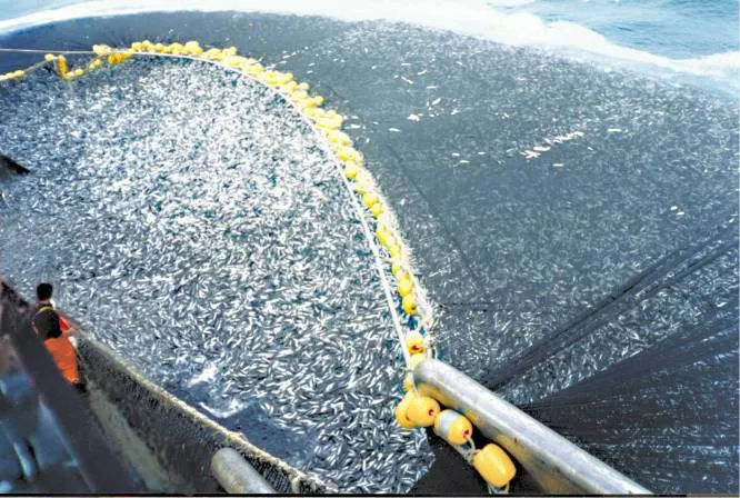 Overfishing is killing the oceans