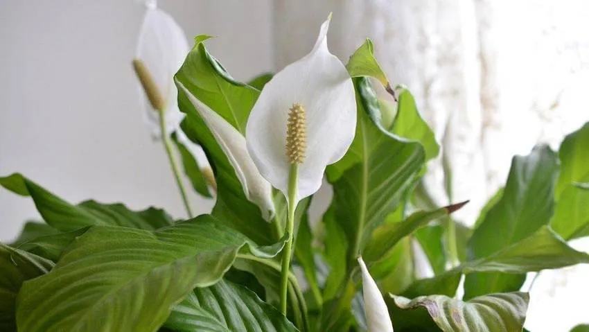 Lirio de la paz Peace lily's image