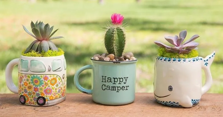 planting succulents in mugs