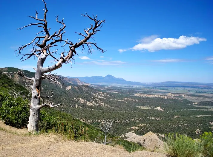 Tree in West
