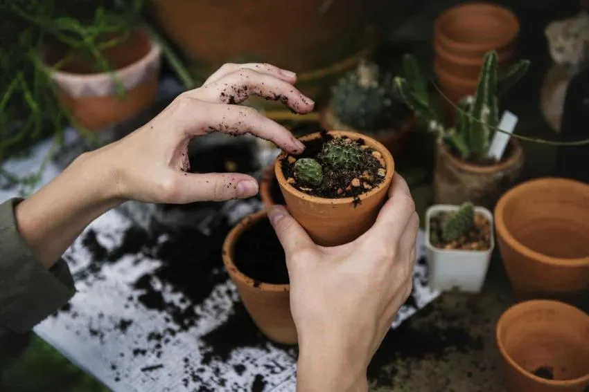 Plantar como pasatiempo keep up with your old hobbies