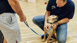 Essential Commands Every Canberra Puppy Should Learn Early by zaid