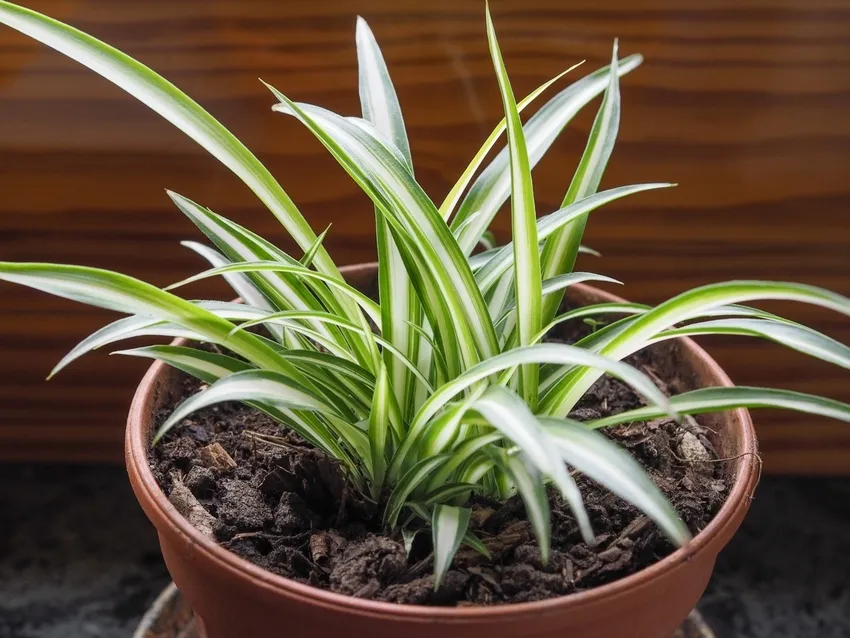 planta araña spider plant's image