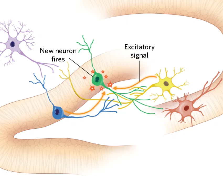 Creating brain cells