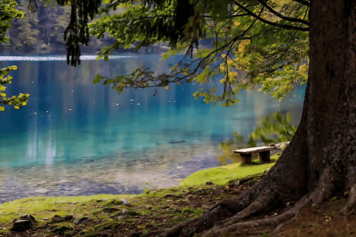 a lake and a tree