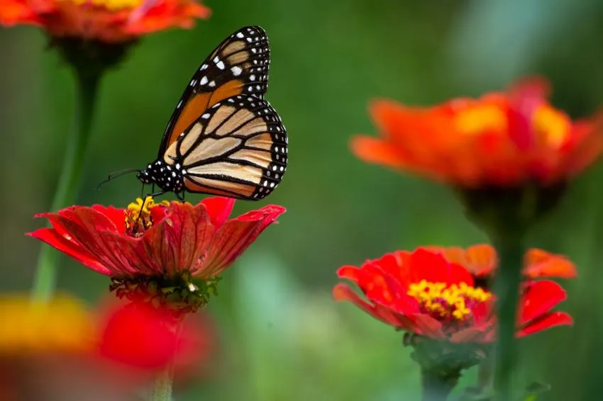 Mariposa en una flor A red butter on a flower