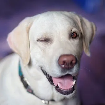 Labrador Labrador Winking