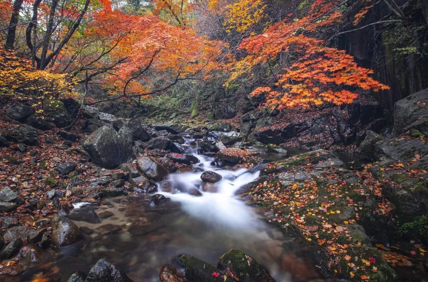 Stream in the forest