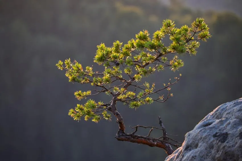 a pine tree on a rock A pine tree on a rock