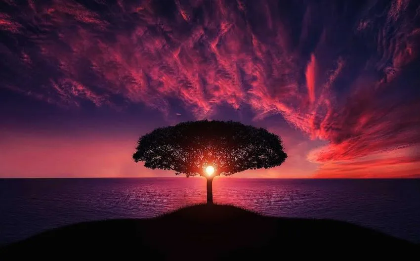 Secoya A big tree in sunset