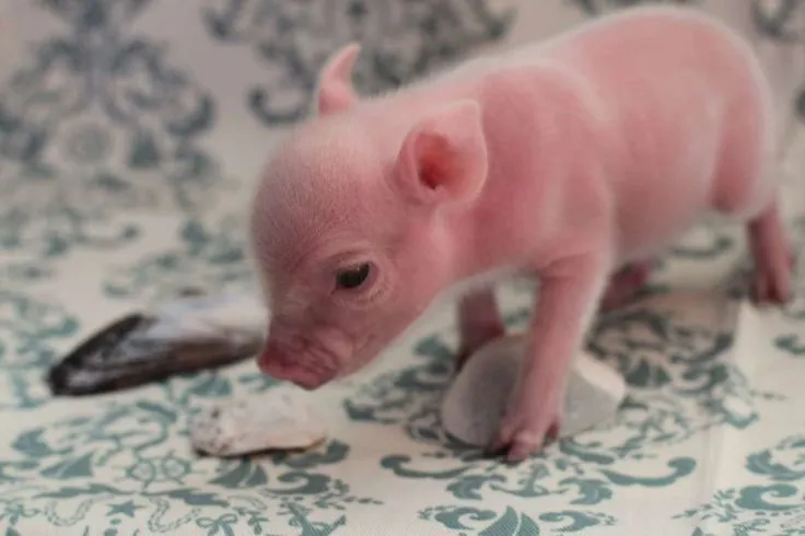 a cute and unique pet