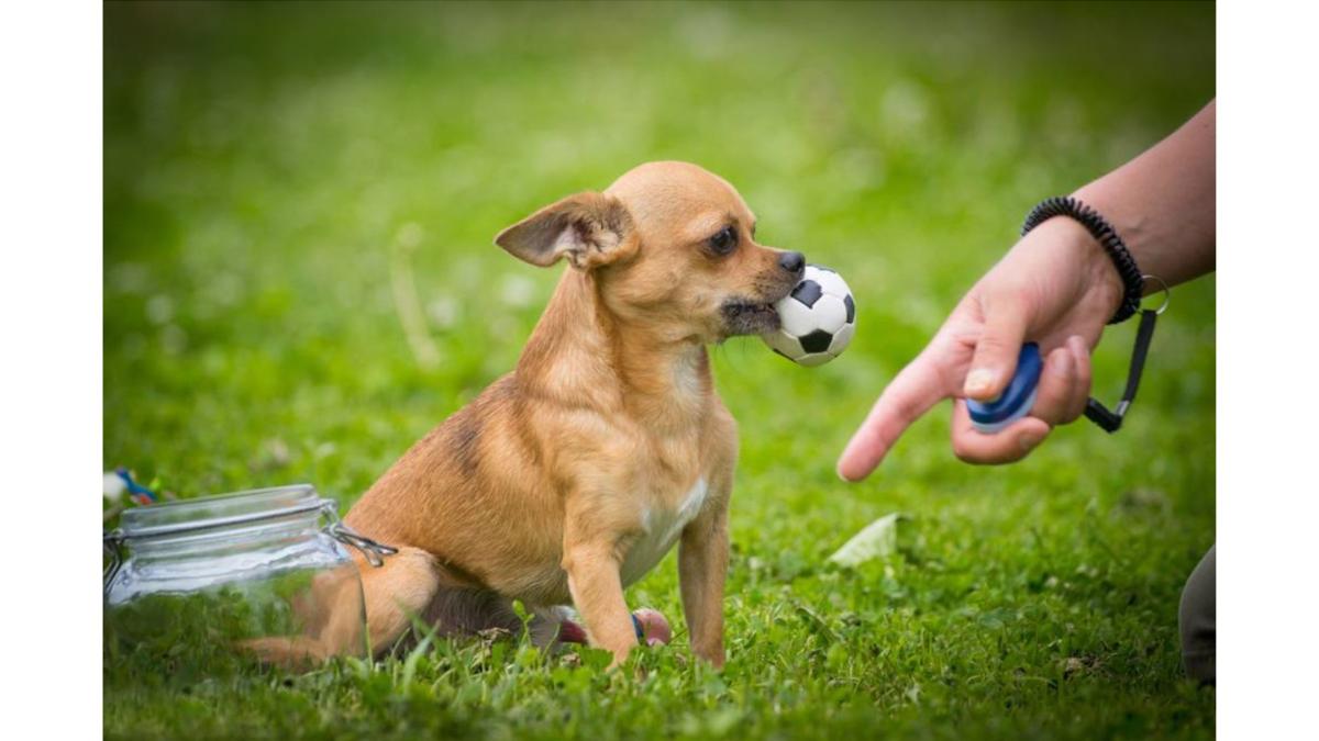 Puppy Training In Bend, Oregon: 5 Key Skills Every Pup Should Learn Early Puppy Training In Bend, Oregon: 5 Key Skills Every Pup Should Learn Early by Dog Dialect LLC