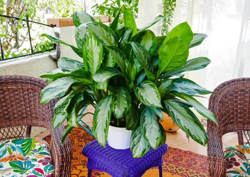árbol de hoja perenne chino chinese evergreen's image