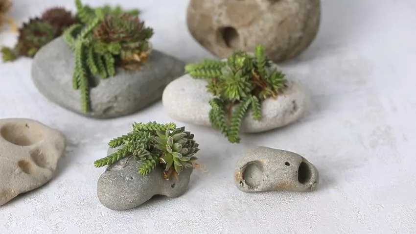 planting succulents in rocks