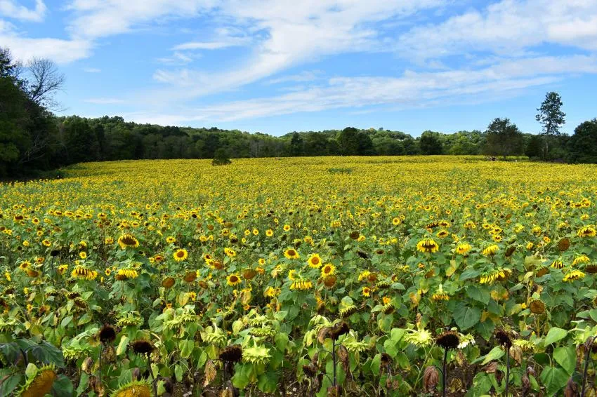 Sunflower Field