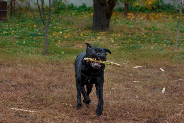 Can A Cane Corso Bite Be Controlled Through Training? Can A Cane Corso Bite Be Controlled Through Training? by Michael Scott