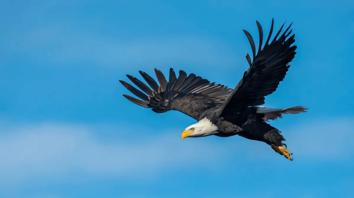 The Biggest Myths About Bald Eagles by Nathan Supanich