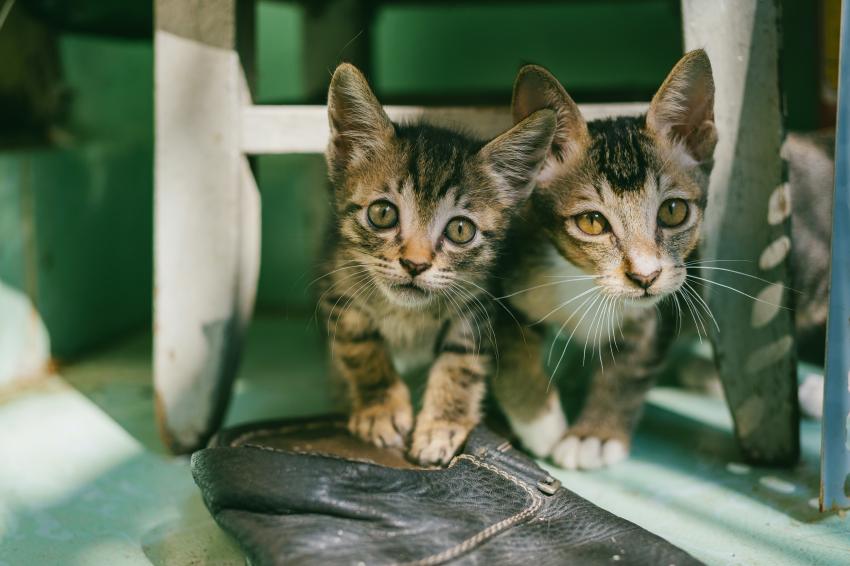 Pets for personal Instagram post Pets for creative, personal Instagram post