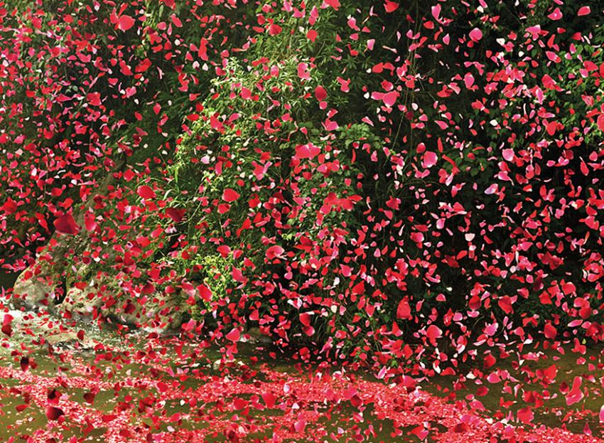 Petals Released