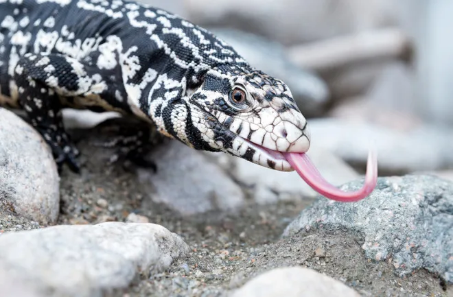 a wild lizard for a pet