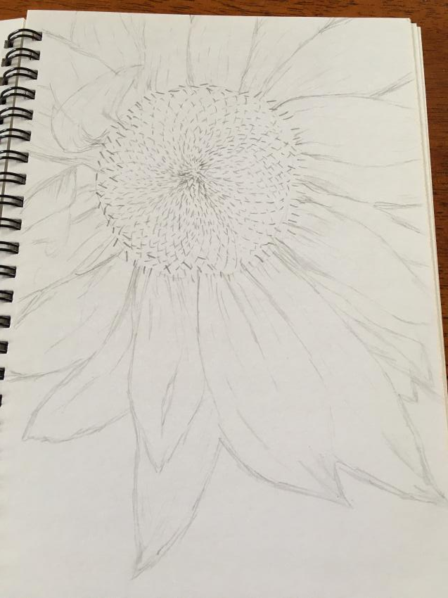 Flower pencil drawing