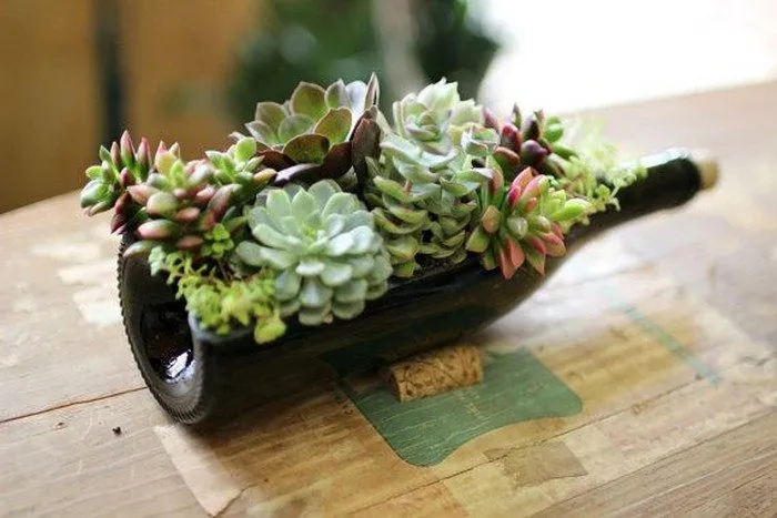 planting succulents in wine bottle