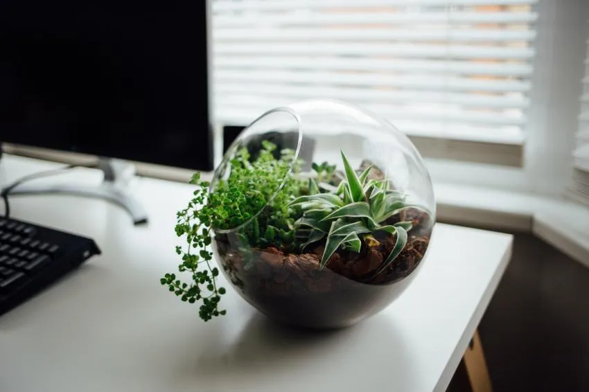 terrarium terrarium