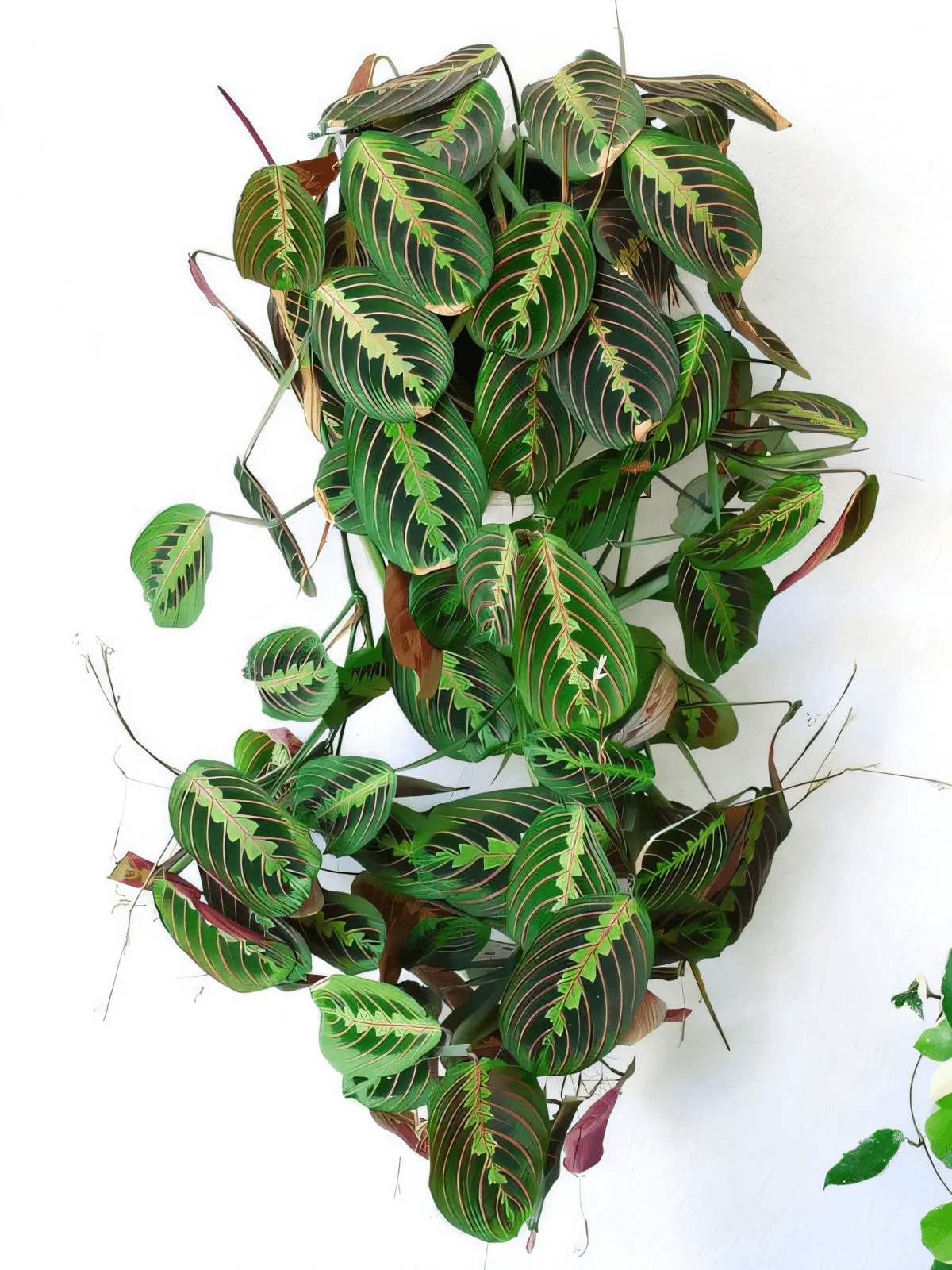 Plantes d'intérieur faciles à garder en vie sans vraiment essayer by Sydney Smith