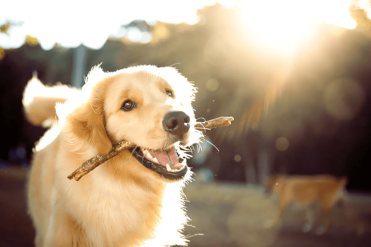 4 Most Beloved Dog Breeds Of 2020 by Aisha Kerrigan